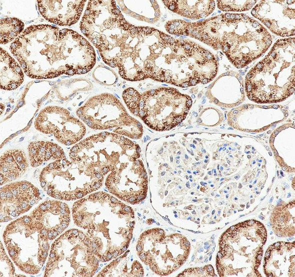 Recombinant EID1 Monoclonal Antibody (AGEL6959)
