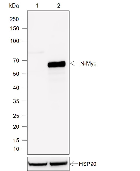 Recombinant N-Myc Monoclonal Antibody (AGEL6960)
