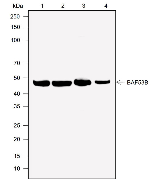 Recombinant BAF53B Monoclonal Antibody (AGEL6966)