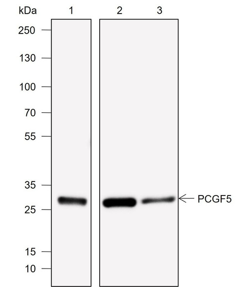 Recombinant PCGF5 Monoclonal Antibody (AGEL6971)