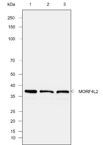 Recombinant MORF4L2 Monoclonal Antibody (AGEL6975)