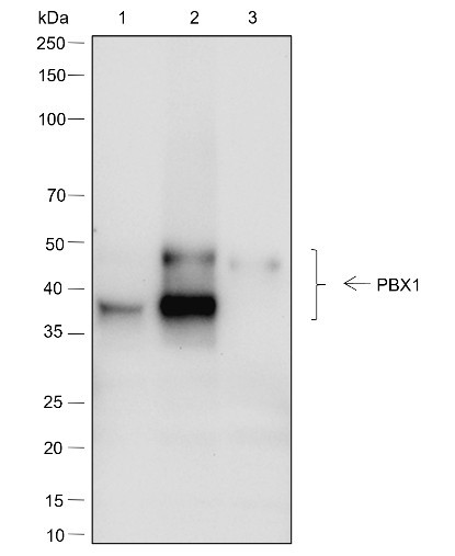 Recombinant PBX1 Monoclonal Antibody (AGEL6983)