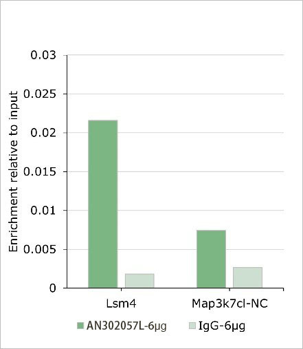 Recombinant PBX1 Monoclonal Antibody (AGEL6983)