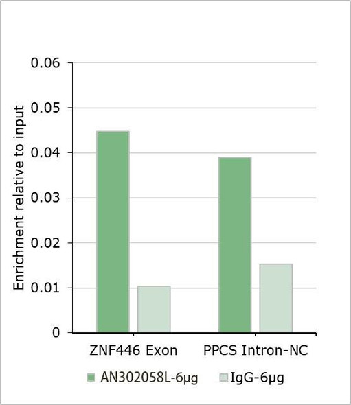 Recombinant U2AF2 Monoclonal Antibody (AGEL6984)