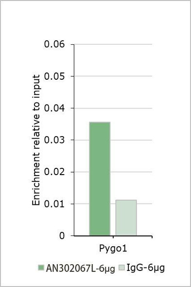 Recombinant RBBP7/RBBP4 Monoclonal Antibody (AGEL6993)