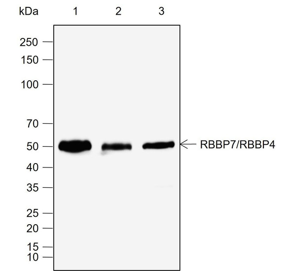 Recombinant RBBP7/RBBP4 Monoclonal Antibody (AGEL6993)
