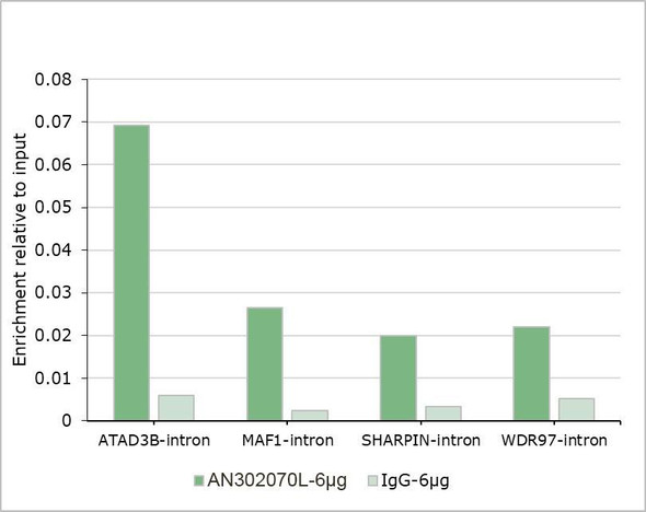 Recombinant DNMT3B Monoclonal Antibody (AGEL6996)
