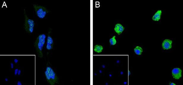 Recombinant Phospho-SIRT1(Ser27) Monoclonal Antibody (AGEL7014)
