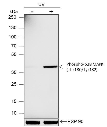 Recombinant Phospho-p38 MAPK (Thr180, Tyr182) Monoclonal Antibody (AGEL7016)