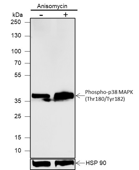 Recombinant Phospho-p38 MAPK (Thr180, Tyr182) Monoclonal Antibody (AGEL7016)
