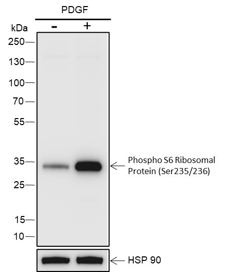Recombinant Phospho-S6 Ribosomal Protein (Ser235, Ser236) Monoclonal Antibody (AGEL7017)