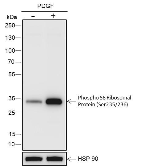 Recombinant Phospho-S6 Ribosomal Protein (Ser235, Ser236) Monoclonal Antibody (AGEL7017)