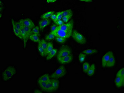 PANX2 Antibody ( PACO66004)