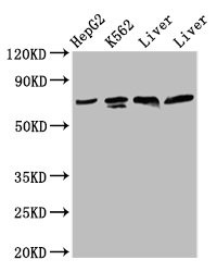PANX2 Antibody ( PACO66004)