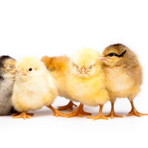 Chicken ELISA Kits Chicken Calcitonin CT ELISA Kit