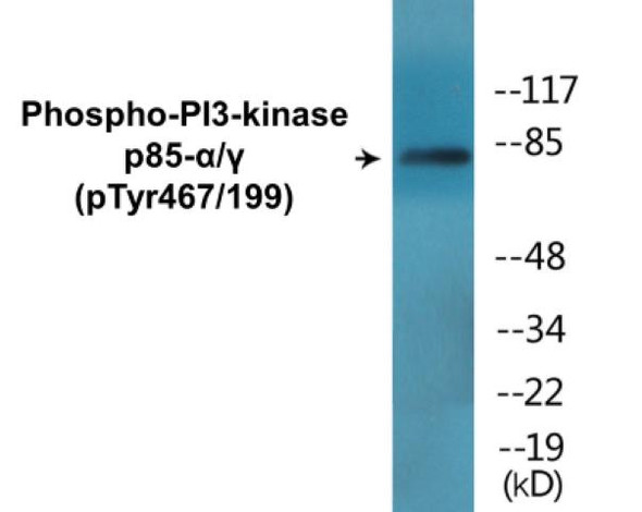 PI3-kinase p85-alpha/gamma Phospho-Tyr467/199 Colorimetric Cell-Based ELISA Kit