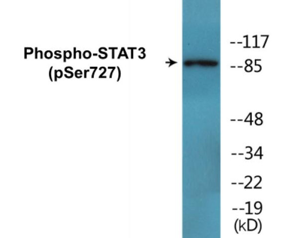 STAT3 Phospho-Ser727 Colorimetric Cell-Based ELISA Kit