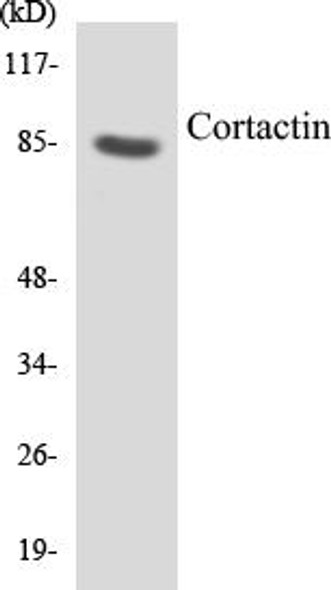 Cell Biology Cortactin Colorimetric Cell-Based ELISA Kit