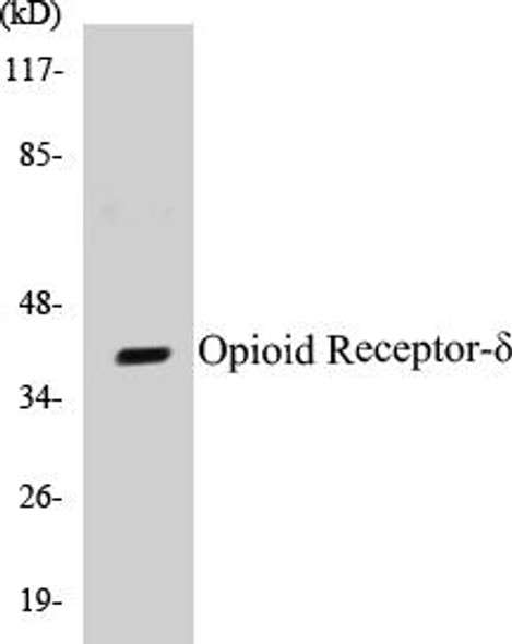 Opioid Receptor-delta Colorimetric Cell-Based ELISA Kit