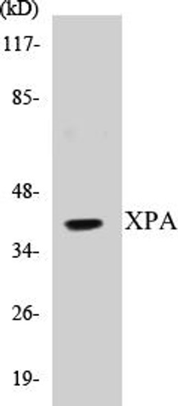 Epigenetics and Nuclear Signaling XPA Colorimetric Cell-Based ELISA Kit