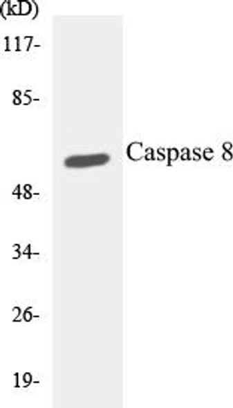 Cell Death Caspase 8 Colorimetric Cell-Based ELISA Kit