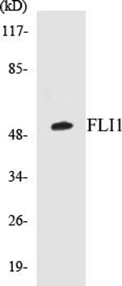 Epigenetics and Nuclear Signaling FLI1 Colorimetric Cell-Based ELISA Kit