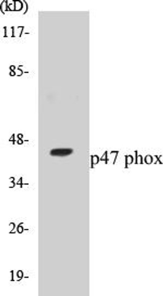 p47 phox Colorimetric Cell-Based ELISA Kit