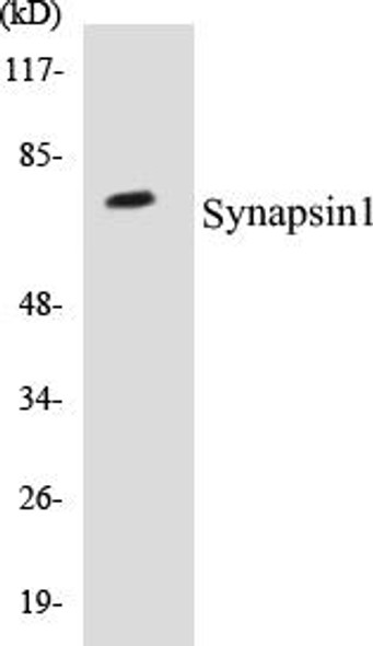Synapsin1 Colorimetric Cell-Based ELISA Kit