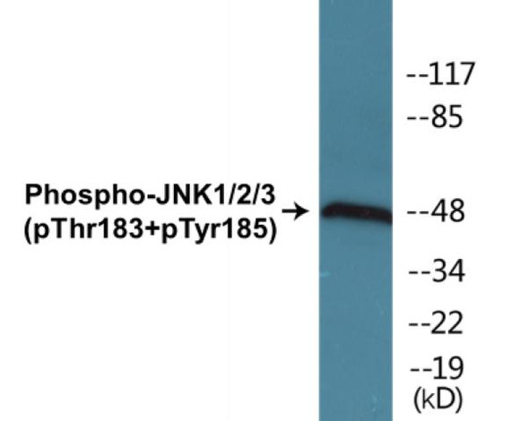 JNK1/2/3 Phospho-Thr183Tyr185 Colorimetric Cell-Based ELISA Kit