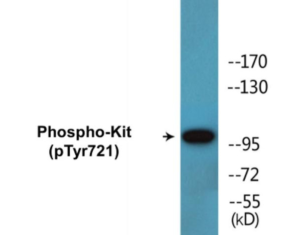Kit Phospho-Tyr721 Colorimetric Cell-Based ELISA Kit