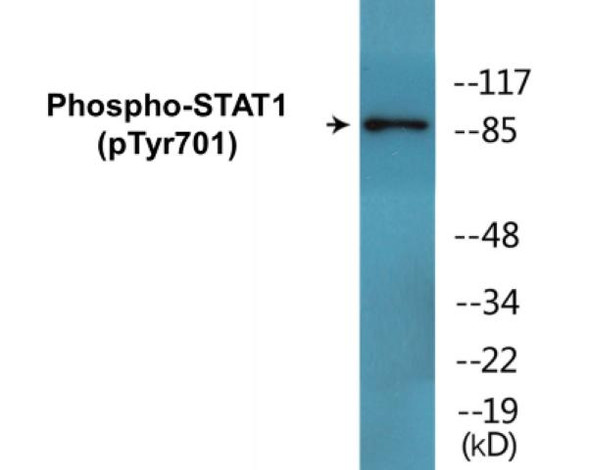 STAT1 Phospho-Tyr701 Colorimetric Cell-Based ELISA Kit