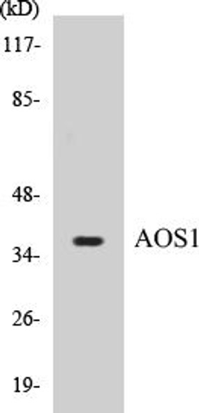 Signal Transduction AOS1 Colorimetric Cell-Based ELISA Kit