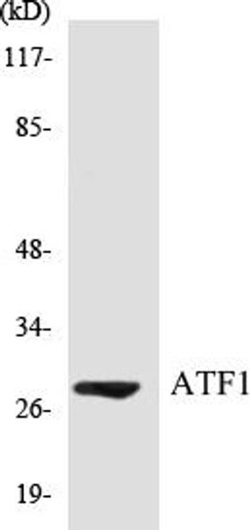 Epigenetics and Nuclear Signaling ATF1 Colorimetric Cell-Based ELISA Kit