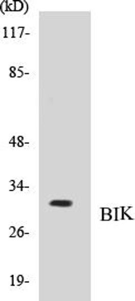 Cell Death BIK Colorimetric Cell-Based ELISA Kit