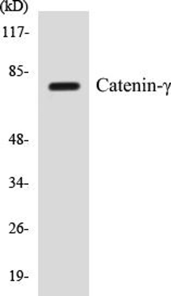Cell Biology Catenin-gamma Colorimetric Cell-Based ELISA Kit