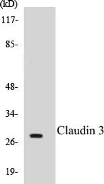 Claudin 3 Colorimetric Cell-Based ELISA Kit