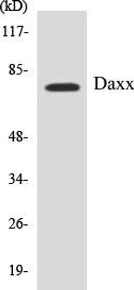 Cell Death Daxx Colorimetric Cell-Based ELISA Kit