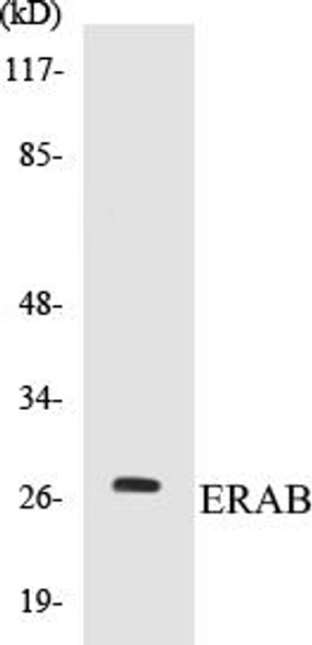 Epigenetics and Nuclear Signaling ERAB Colorimetric Cell-Based ELISA Kit