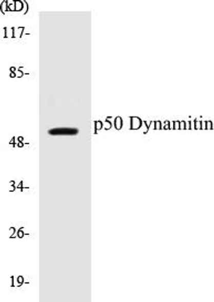 p50 Dynamitin Colorimetric Cell-Based ELISA Kit