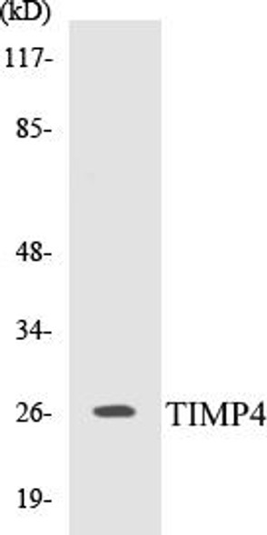 TIMP4 Colorimetric Cell-Based ELISA Kit