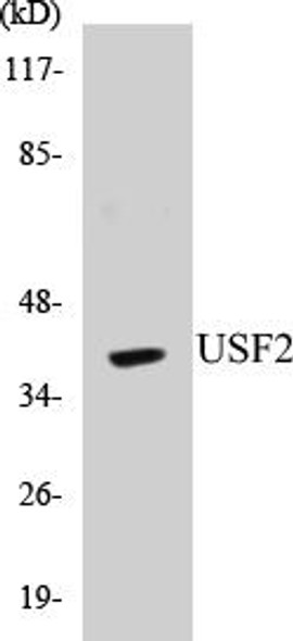 Epigenetics and Nuclear Signaling USF2 Colorimetric Cell-Based ELISA Kit