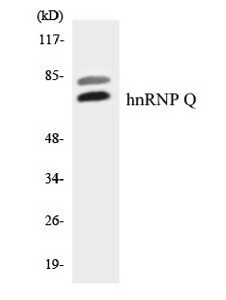 Immunology hnRNP Q Colorimetric Cell-Based ELISA
