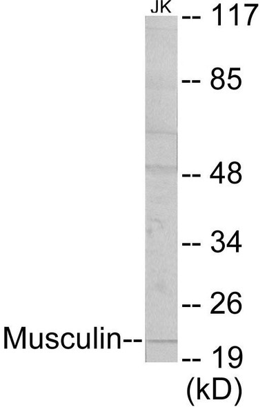 Epigenetics and Nuclear Signaling Musculin Colorimetric Cell-Based ELISA