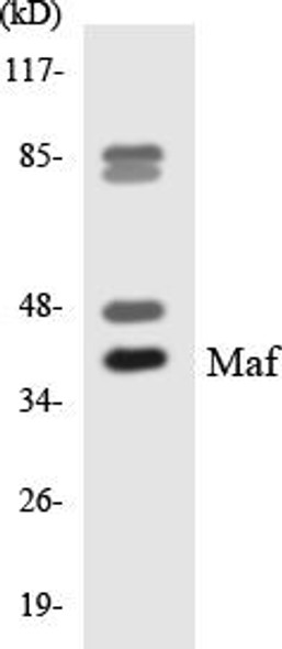 Epigenetics and Nuclear Signaling Maf Colorimetric Cell-Based ELISA