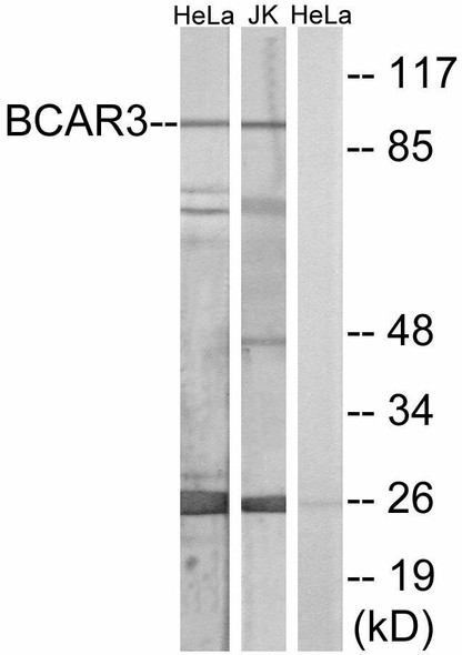 BCAR3 Colorimetric Cell-Based ELISA