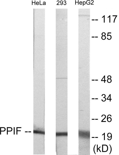 Cell Death PPIF Colorimetric Cell-Based ELISA