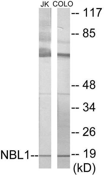 NBL1 Colorimetric Cell-Based ELISA