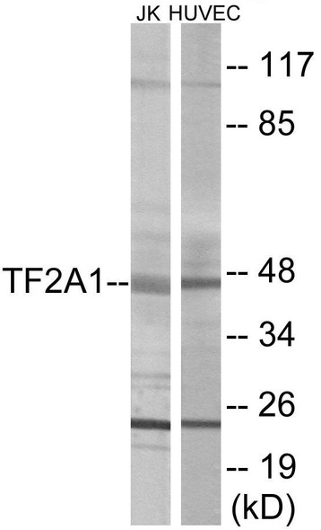 Epigenetics and Nuclear Signaling TF2A1 Colorimetric Cell-Based ELISA