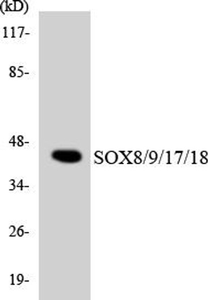 Epigenetics and Nuclear Signaling SOX8/9/17/18 Colorimetric Cell-Based ELISA