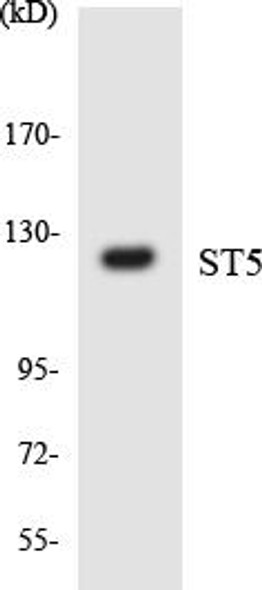 ST5 Colorimetric Cell-Based ELISA